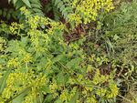 金黄小花点缀绿色植物