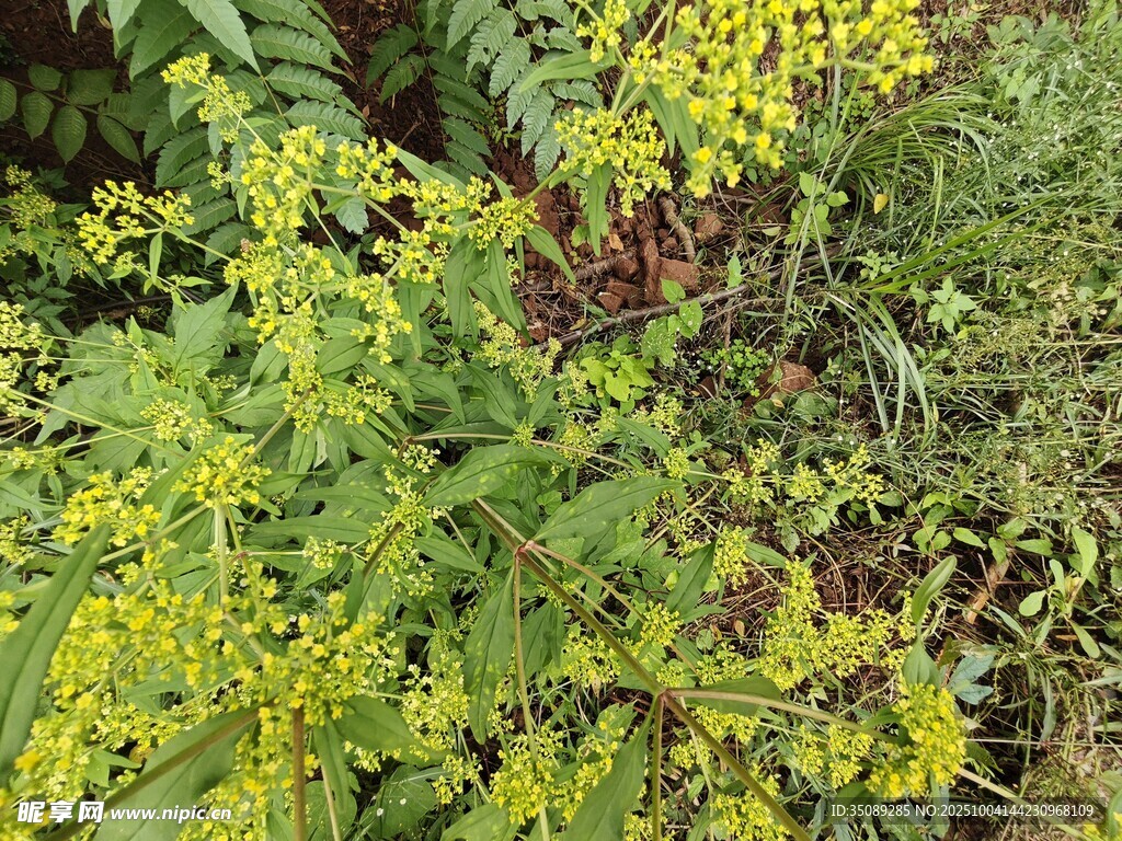 金黄小花点缀绿色植物