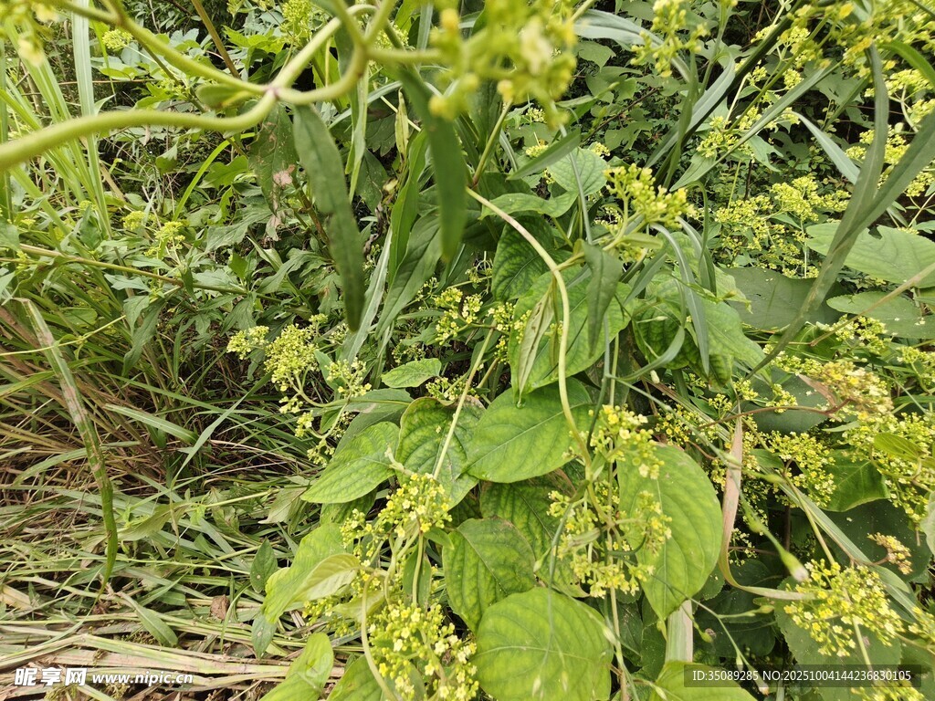绿叶间的黄色植物花朵