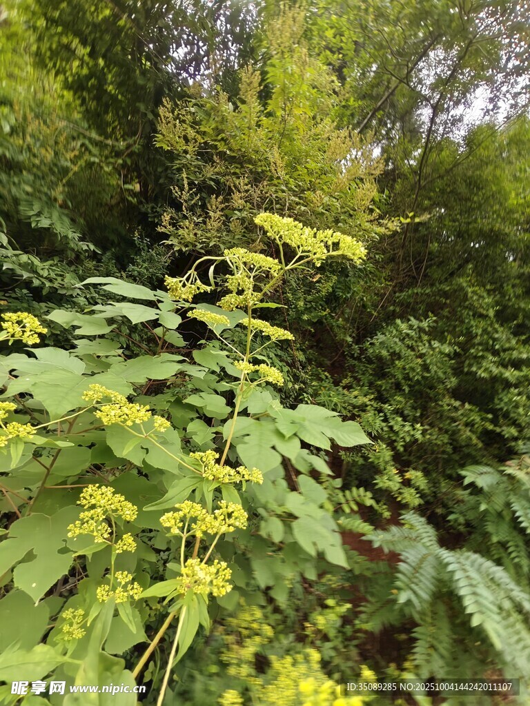 繁茂绿植中的黄色花朵