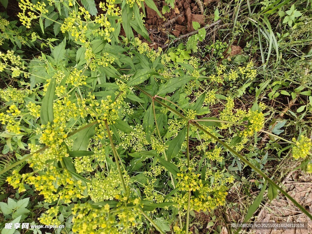 黄色小花绿植特写