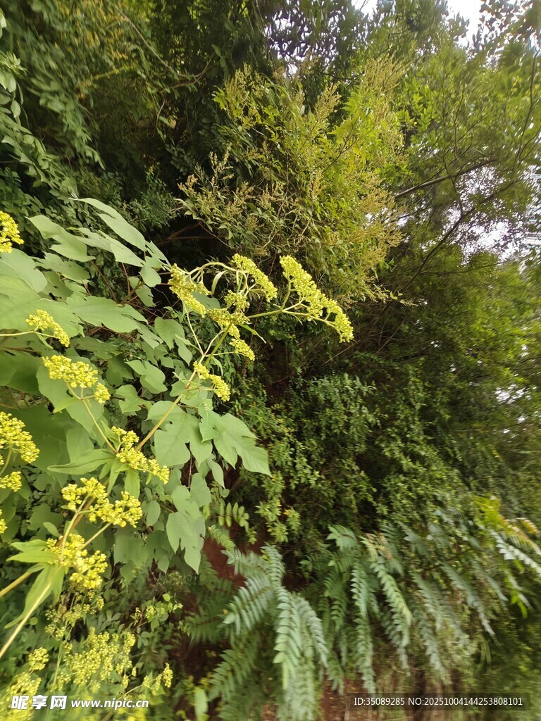 繁茂绿植尽显自然生机