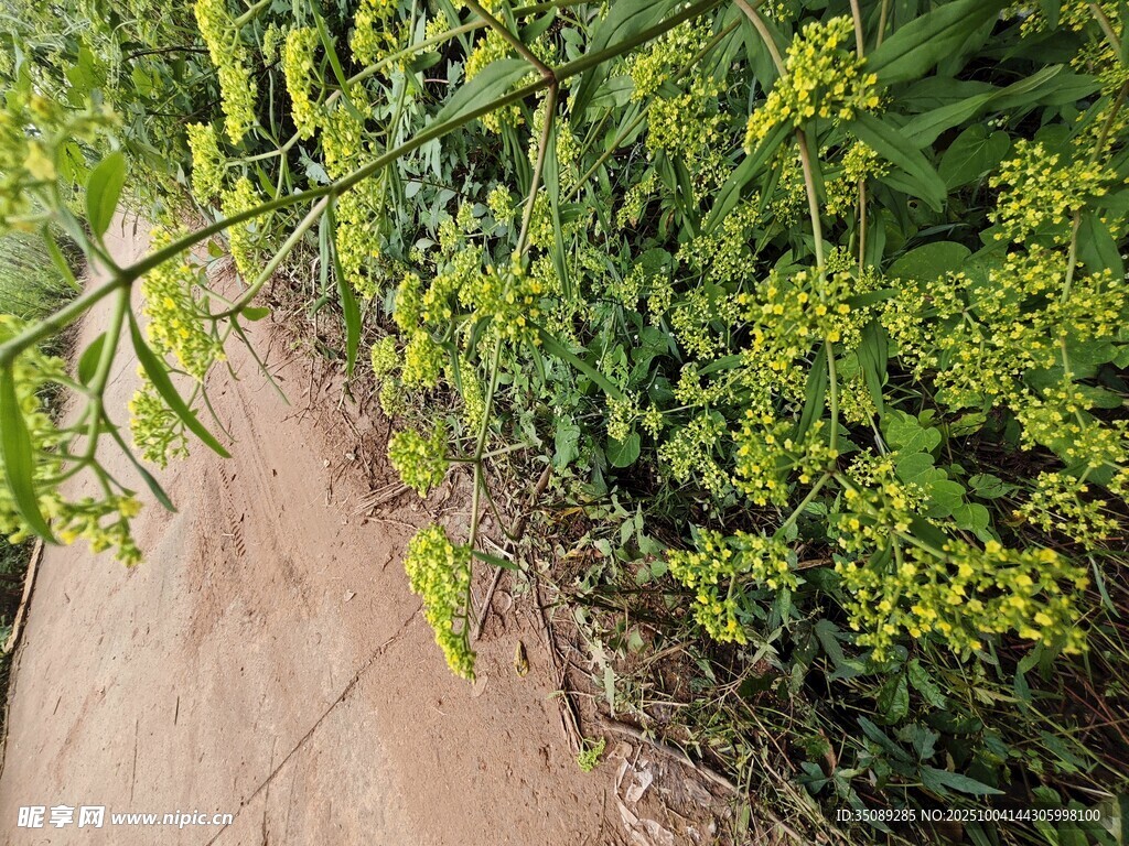 路边翠绿繁茂的植物