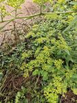 野外生长的黄绿色植物