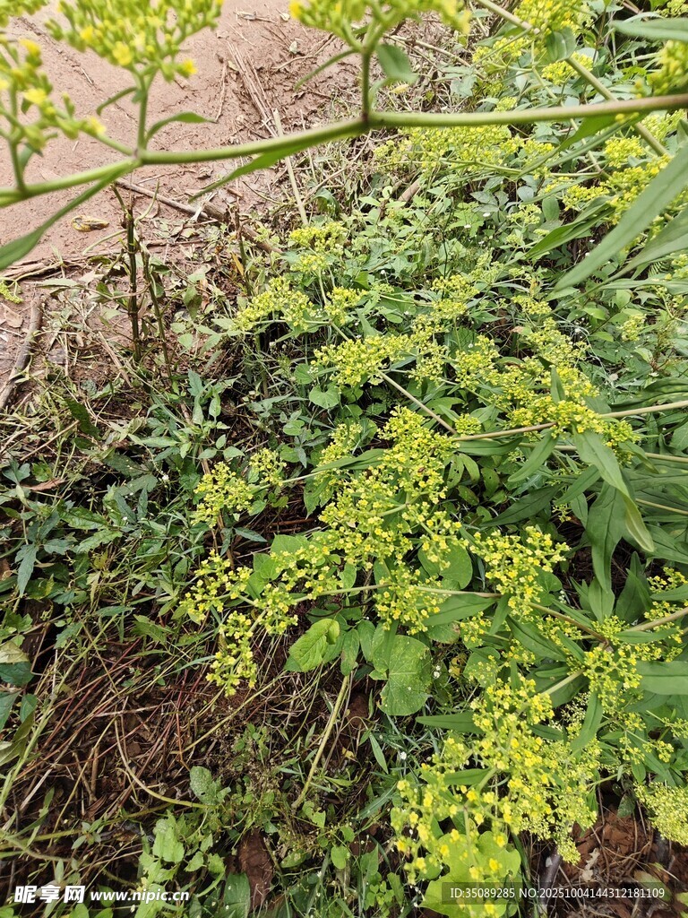 野外生长的黄绿色植物