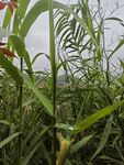 野外翠绿植物特写