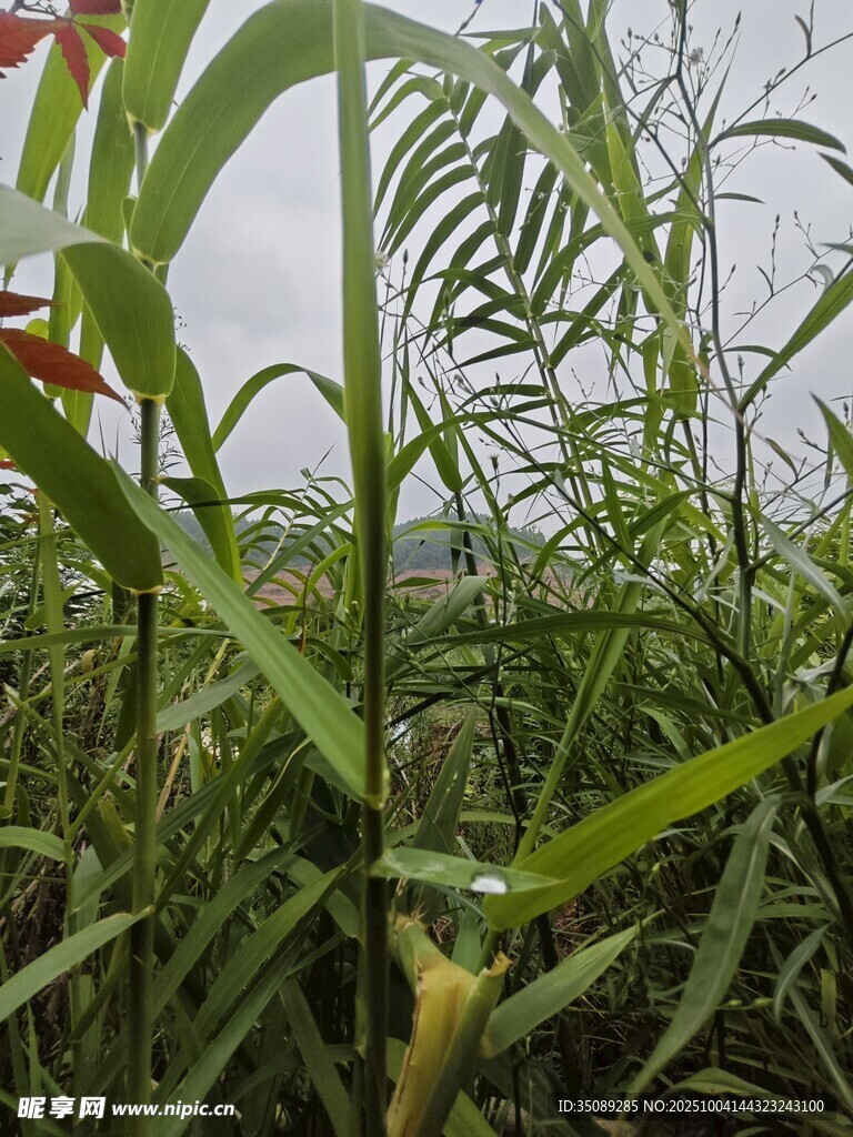 野外翠绿植物特写
