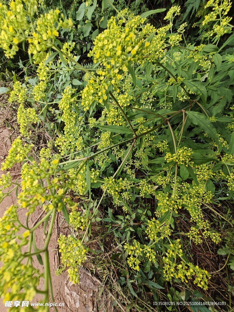 翠绿繁茂的植物景观