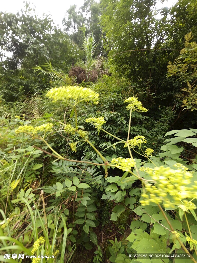 繁茂绿植景观
