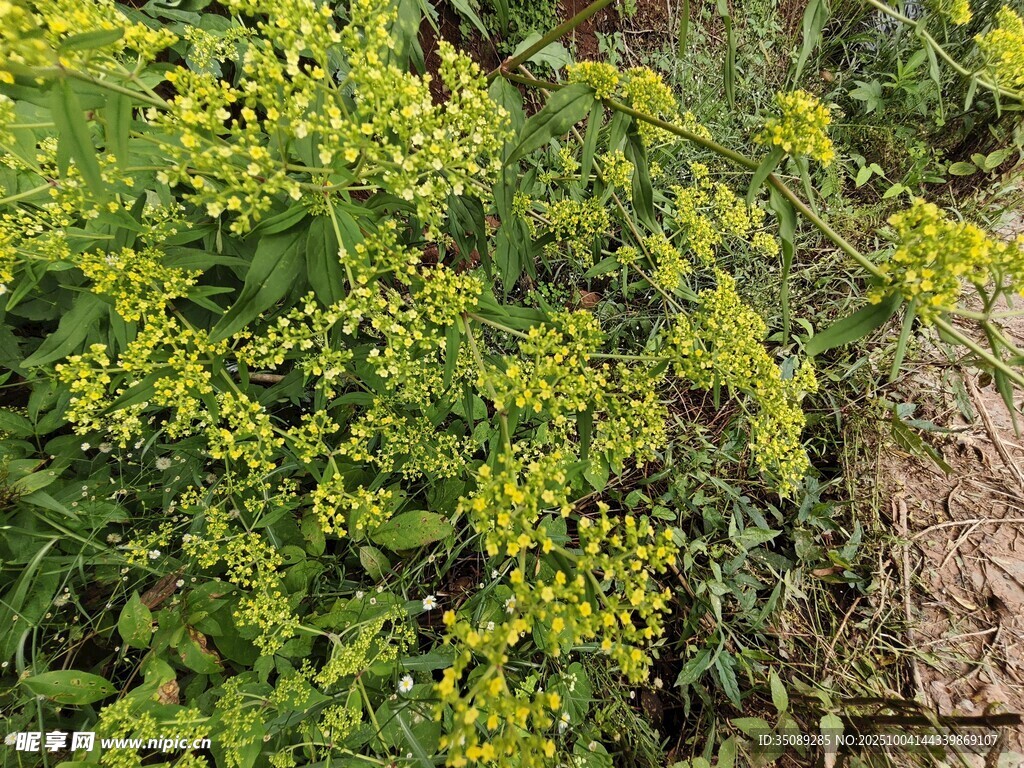 金黄繁茂的小碎花植物
