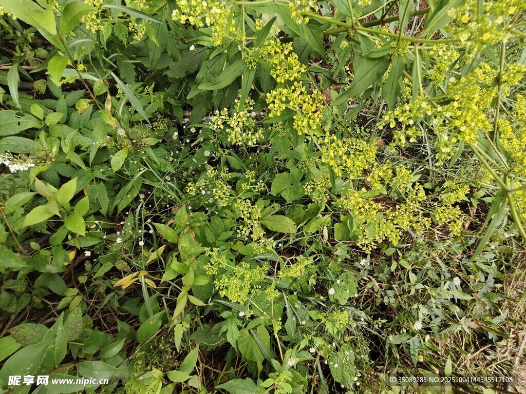 繁茂绿色植物中的黄色小花