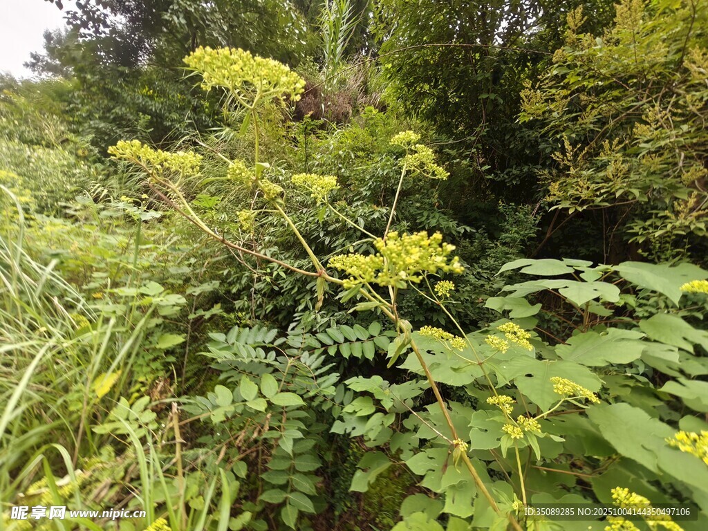 野外繁茂的绿色植物景观