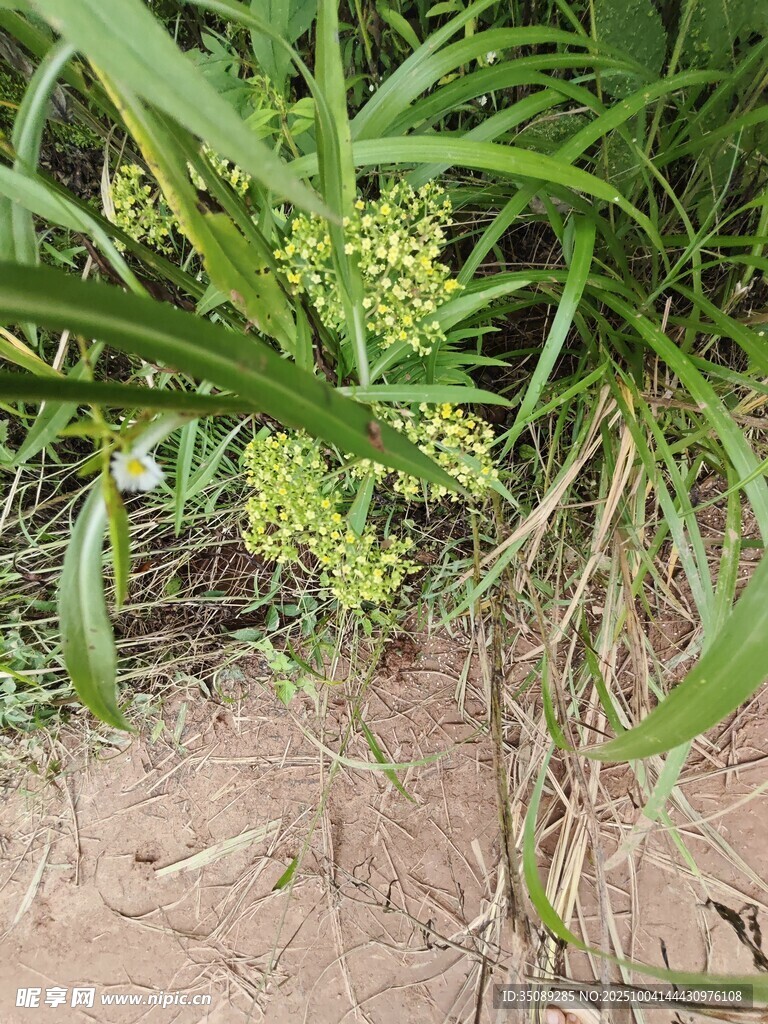 田间生长的绿色植物