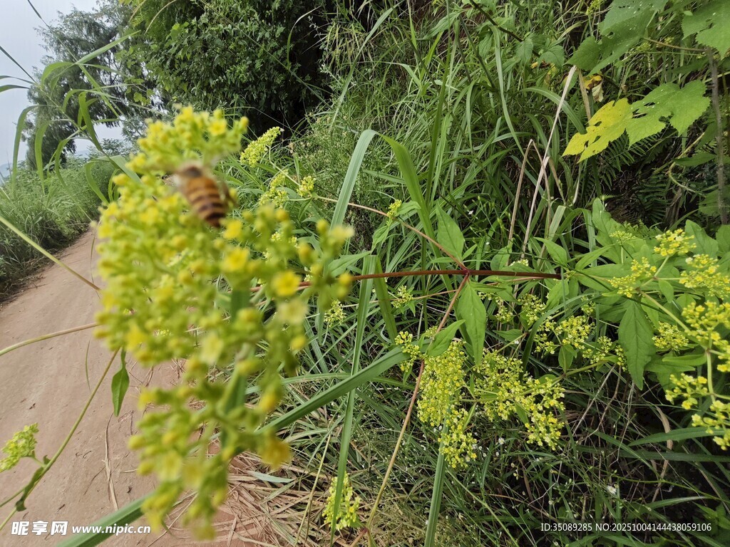 路边翠绿植物与黄色花朵