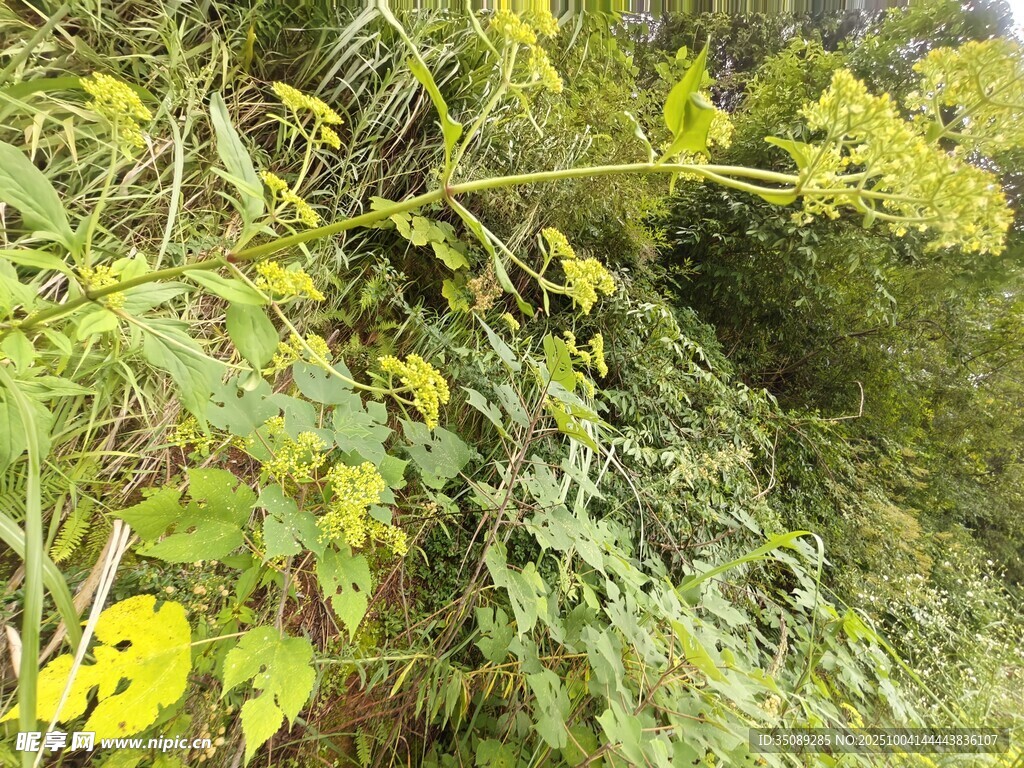 繁茂绿植中的黄色小花
