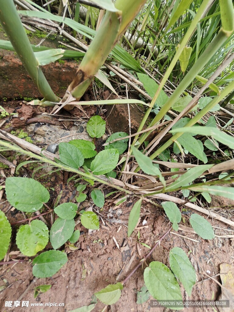地面生长的嫩绿植物