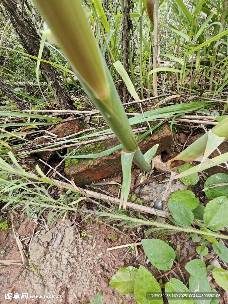 草丛中