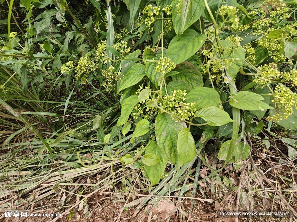 绿叶繁茂的地面植物