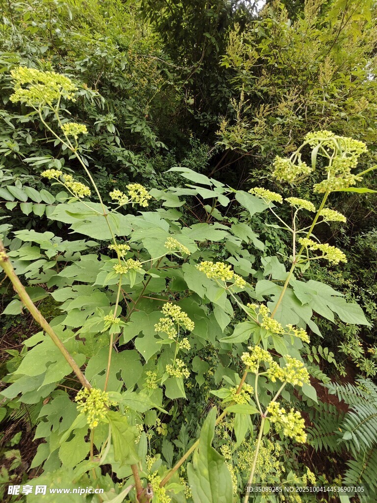 繁茂绿植景观