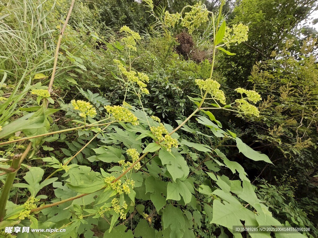 繁茂绿植生机盎然