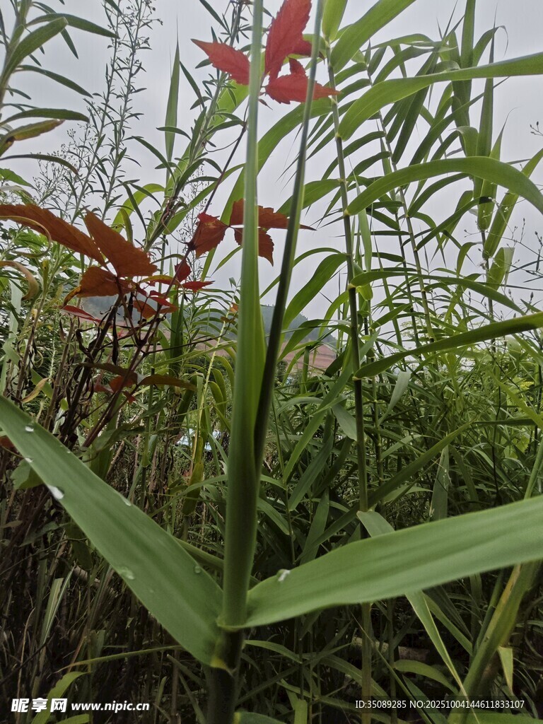 溪边绽放的艳丽红色花朵