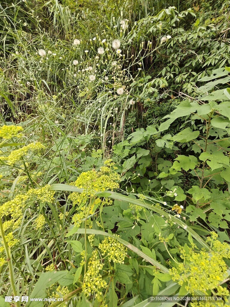 野外繁茂的黄色花卉植物