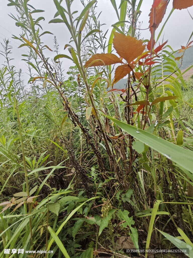 野外丛生的植物与红叶