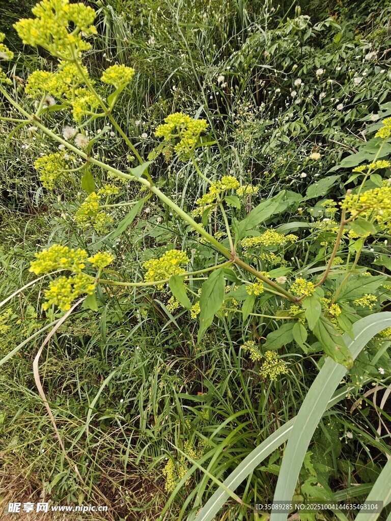 黄色小花植物特写