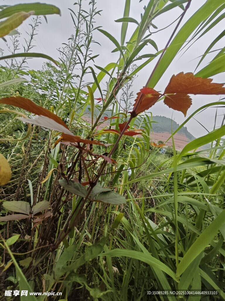 野外繁茂的绿色植物景象