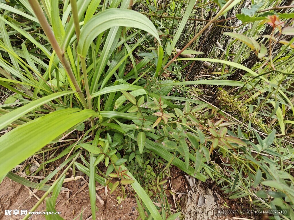 绿叶丛生的地面植物景观