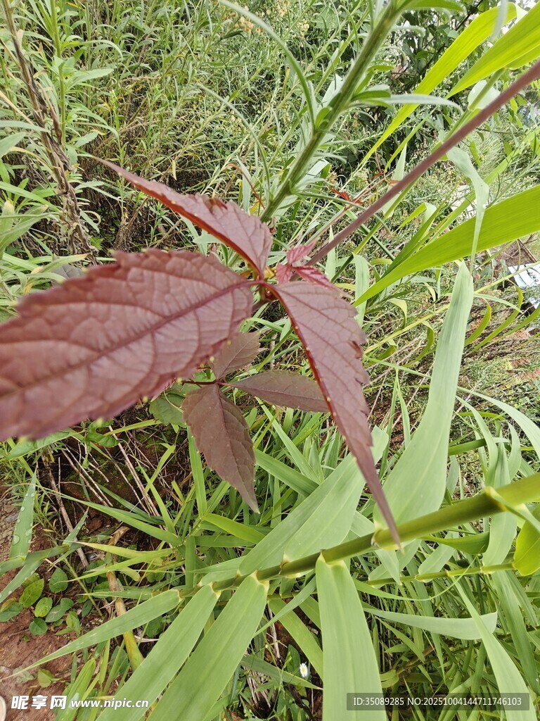 紫红色叶片的绿色植物