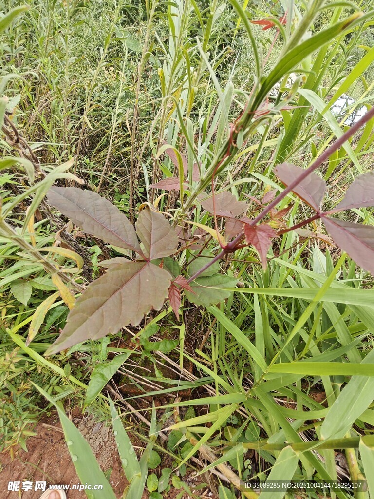 草丛中的红色植物