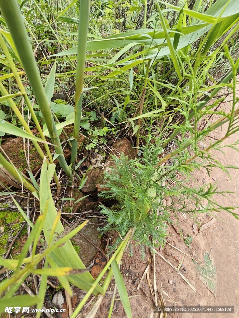 野外丛生的绿色植物