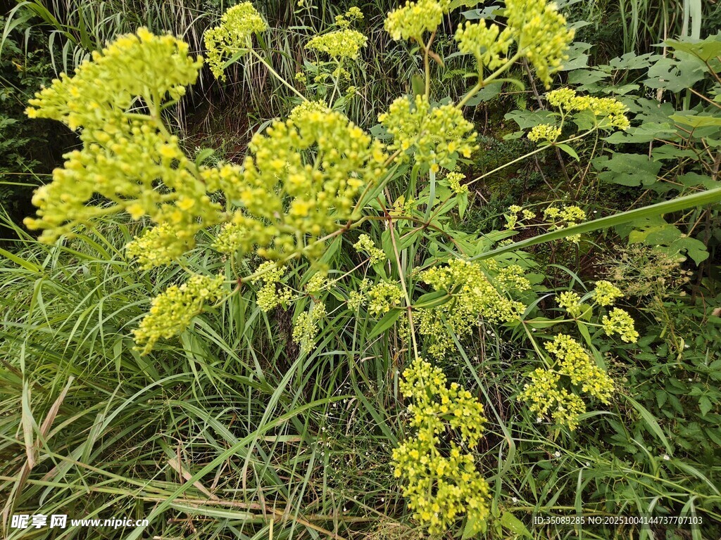 黄色小花绽放于草丛中