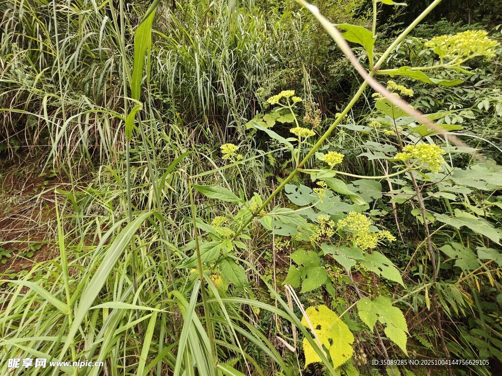 野外繁茂的绿色植物景象