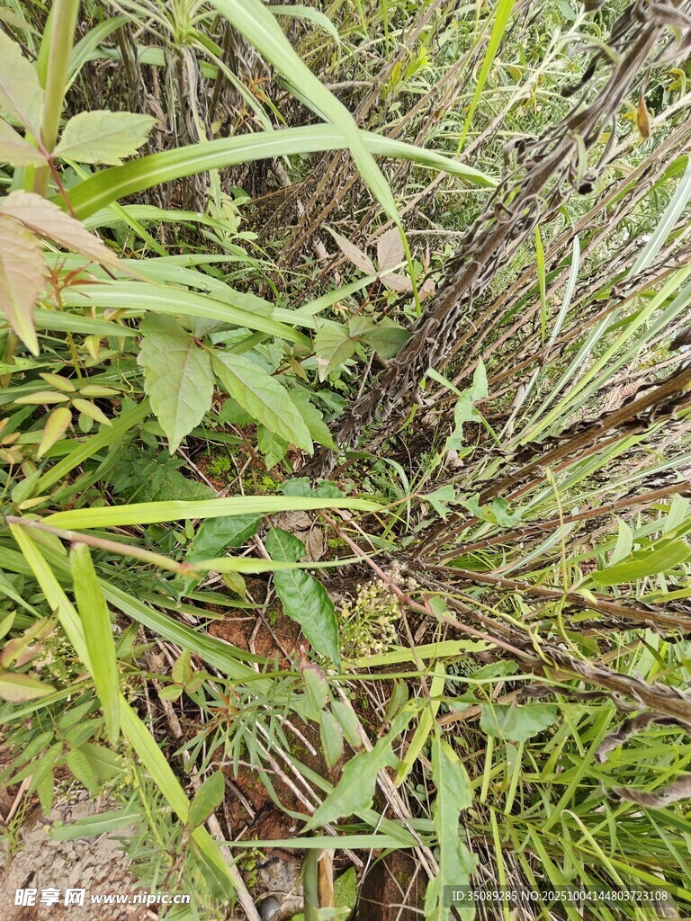 茂密野外绿植景观