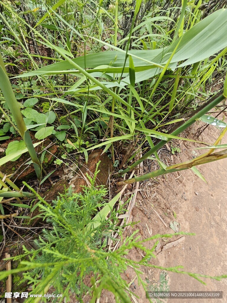 野外绿色植物近景