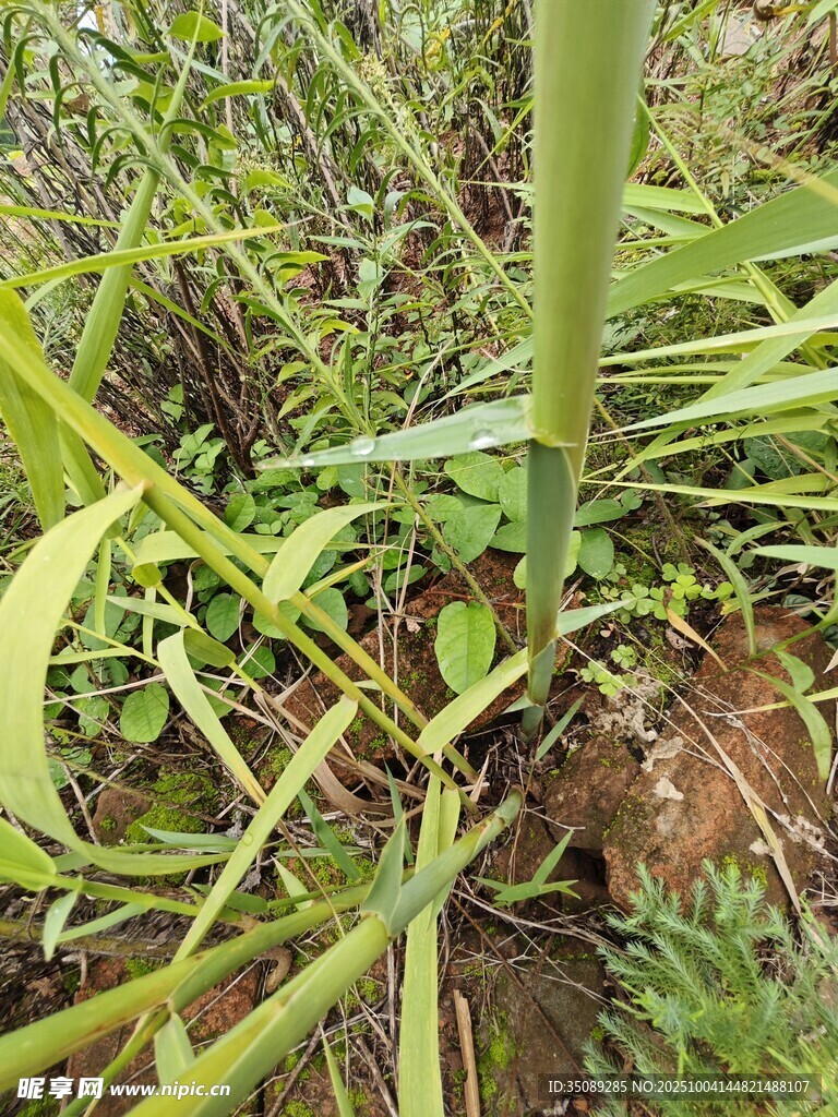 草丛中的植物根茎