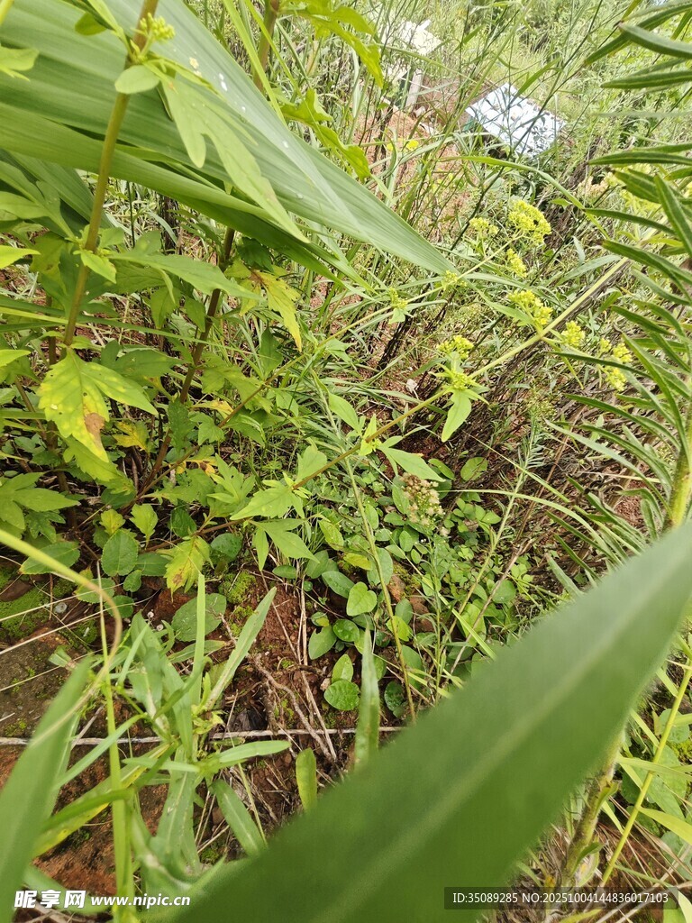 繁茂的绿色植物景观