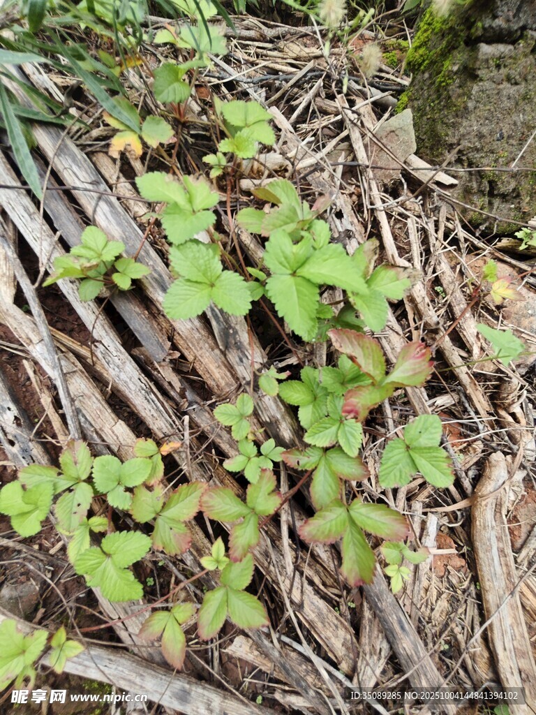 枯枝间的嫩绿植物