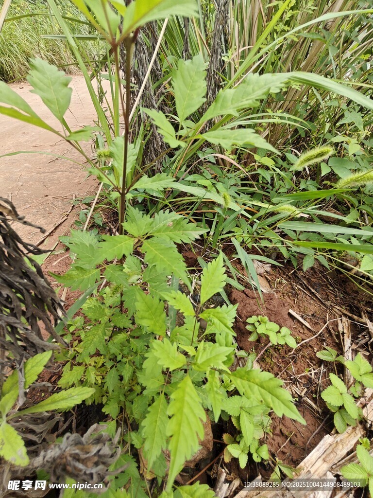 小径旁的翠绿植物