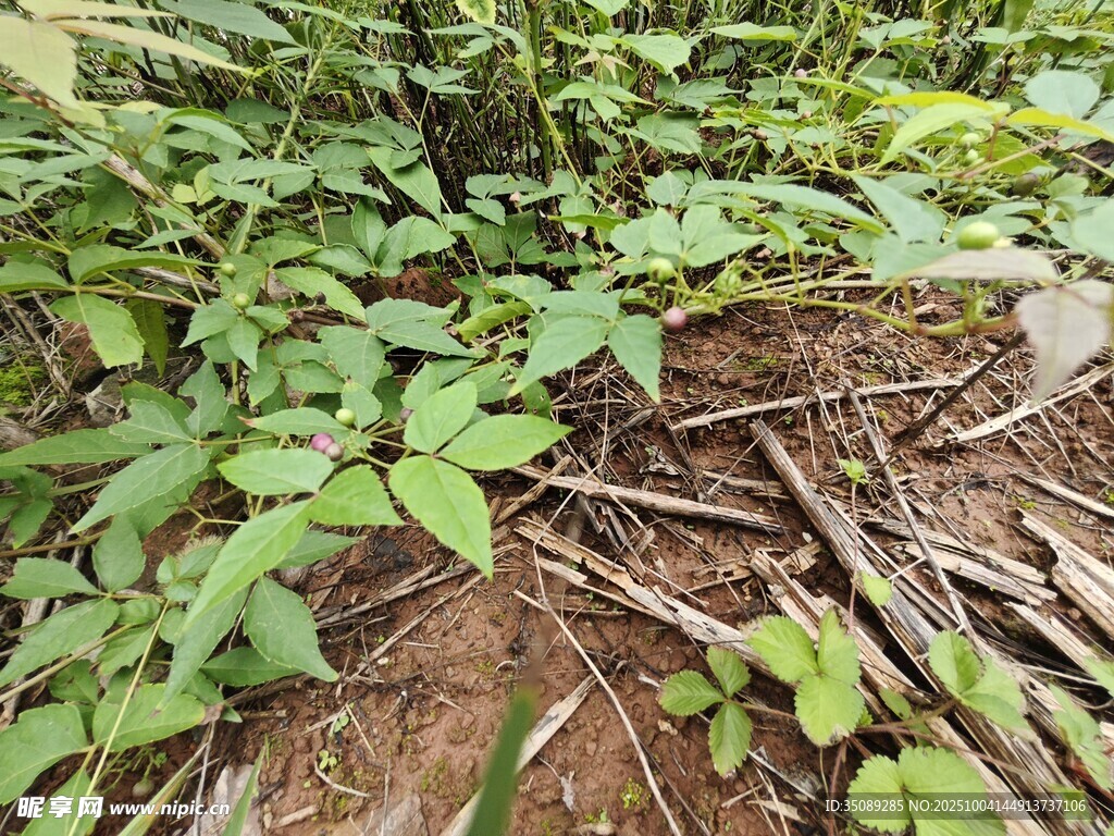 林下植物景观
