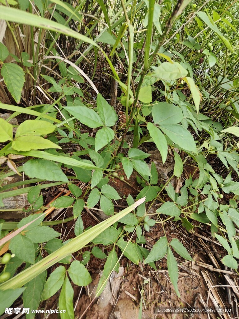 野外丛生的绿色植物