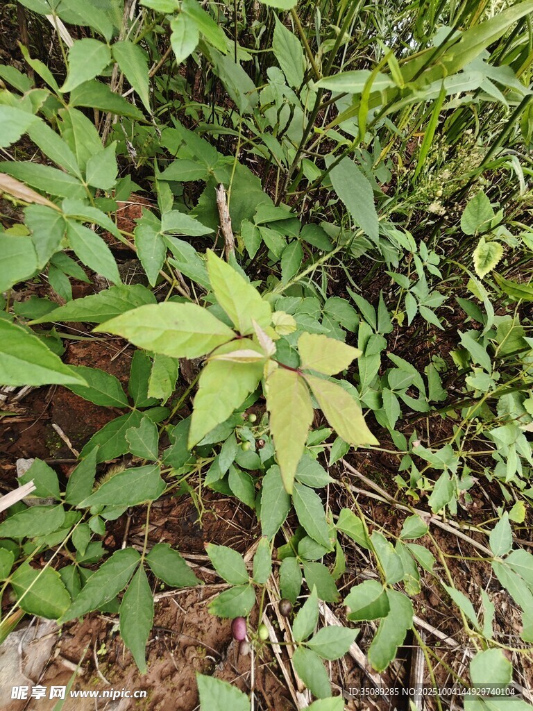 绿叶繁茂的植物景象
