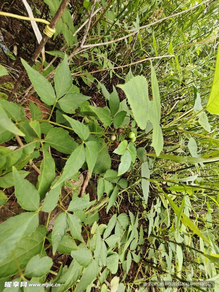 茂密绿植展现自然生机