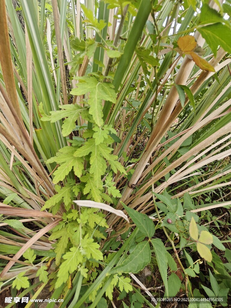 茂密绿植特写