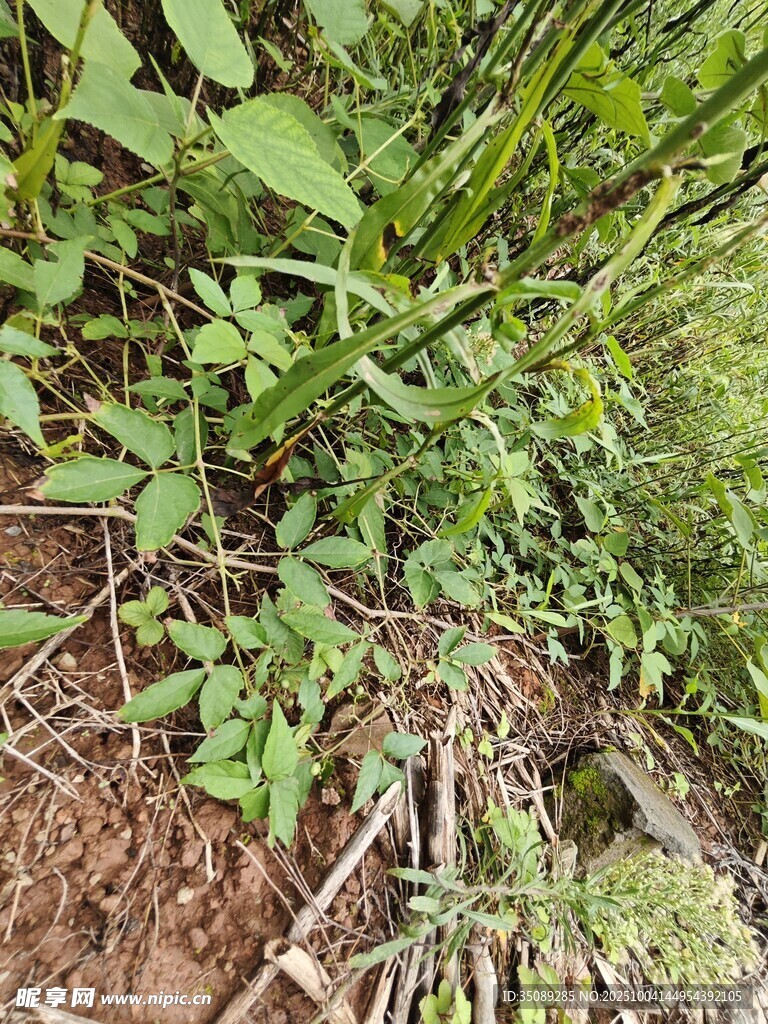 野外繁茂绿植景象