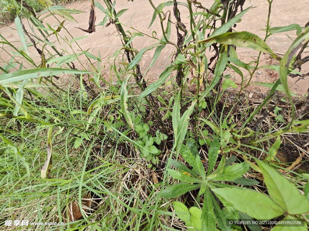 墙边繁茂的绿色植物