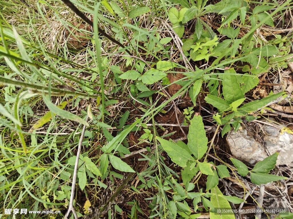 野外丛生的绿色植物