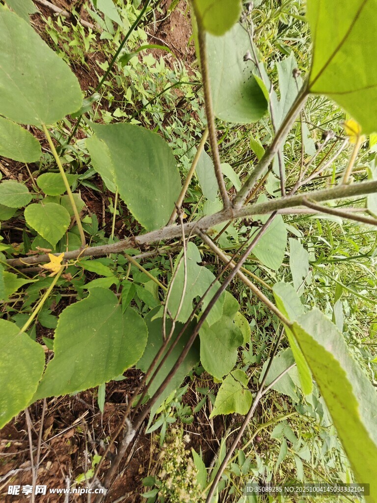 野外绿植特写